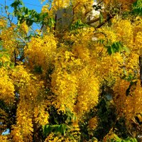 Лабурнум цветущий. :: Валерьян Лабурнум цветущий. :: Валерьян