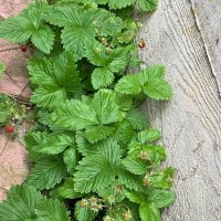 Земляника у дома. :: Ольга Довженко Земляника у дома. :: Ольга Довженко