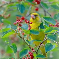 вкусняшка... :: Andrey Bragin 