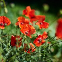 красота маков :: Александр Леонов красота маков :: Александр Леонов