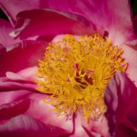 О пионе... :: Николай Гирш