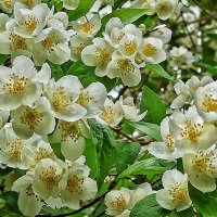 Ах! :: veilins veilins Ах! :: veilins veilins