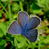 и снова бабочки 19 :: Александр Прокудин