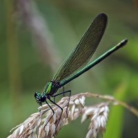 **** :: Андроник Александр 