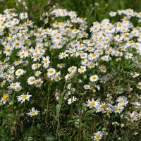 Ромашка :: краснов юрий 