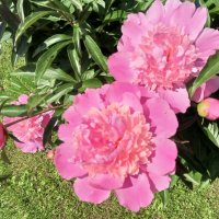 Пион :: Сапсан 