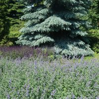 Диво остров :: zavitok *