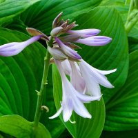 Хоста :: Милешкин Владимир Алексеевич Хоста :: Милешкин Владимир Алексеевич