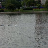 Чудеса! 50 лет не видел у нас на пруду лебедей! :: Андрей Лукьянов