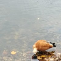 Это любовь :: Натали 