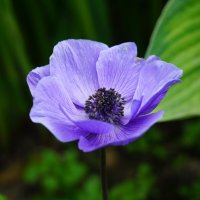 Анемона :: Иван Литвинов