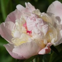 Пион :: александр 