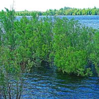 Июнь...Купаются тальники в полой воде! :: Владимир 