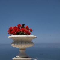 Хайфа *2025г Ворона на обзоре :: ujgcvbif 