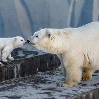 Белый :: SanSan 