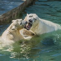 Белый :: SanSan 