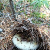 Груздь :: Ирина *