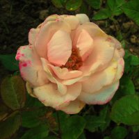 Красотка :: Людмила Смородинская Красотка :: Людмила Смородинская