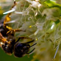 Шмель пластинчатозубый :: Светлана SvetNika17 Шмель пластинчатозубый :: Светлана SvetNika17