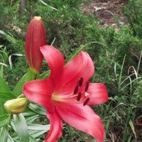 Ах, лето! :: Надежда 