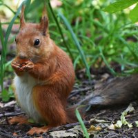 Москва. Нескучный сад. :: Наташа ***** Москва. Нескучный сад. :: Наташа *****