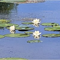 Водяные лилии. :: Валерия Комова