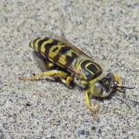 Бембекс с добычей :: Константин Штарк