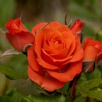 Роза :: Игорь Сикорский Роза :: Игорь Сикорский