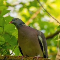 в лозинках :: Виталий Емельянов