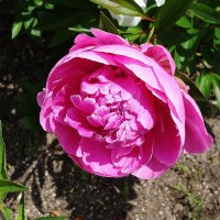 Пион :: Рита Симонова