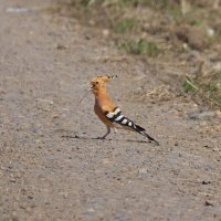 Удод... :: Александр Посошенко