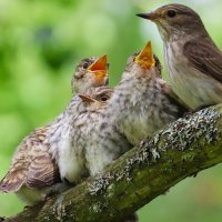 Мама , дай! :: Ольга Митрофанова