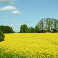 ***** :: ИННА ПОРОХОВА