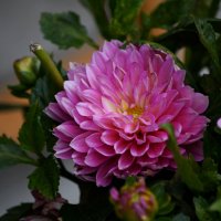 Георгины :: Татьяна Евдокимова Георгины :: Татьяна Евдокимова