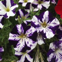 Петунии :: Freddy 97