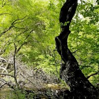 ПО ГОРАМ. :: Виктор Осипчук