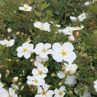 Летнее разноцветье :: Pippa Летнее разноцветье :: Pippa