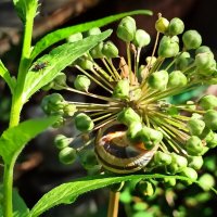 Наскучила улитке привычная еда... :: veilins veilins