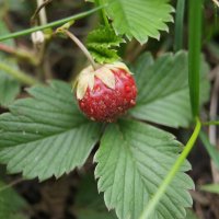 Земляника :: Глеб Земляника :: Глеб