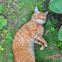 Рано утром мышку съел! :: veilins veilins