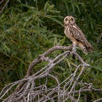 Сова :: alex graf