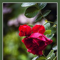 Этюд с цветком :: Владимир Кроливец Этюд с цветком :: Владимир Кроливец