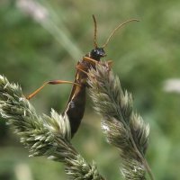 Полевой пилильщик :: Зоя Мишина