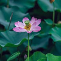 Лотосы в парке :: Дмитрий 