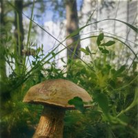 Городские грибы :: AZ east3