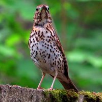 С пёстрой грудкой :: Андрей Снегерёв С пёстрой грудкой :: Андрей Снегерёв