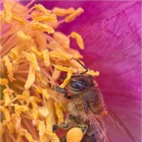 трудяжка :: Анастасия Северюхина трудяжка :: Анастасия Северюхина