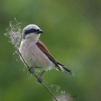 Жулан :: Светлана Григорьева
