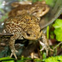 Земноводные :: Владимир VS