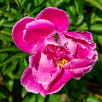 Лето :: Владимир VS